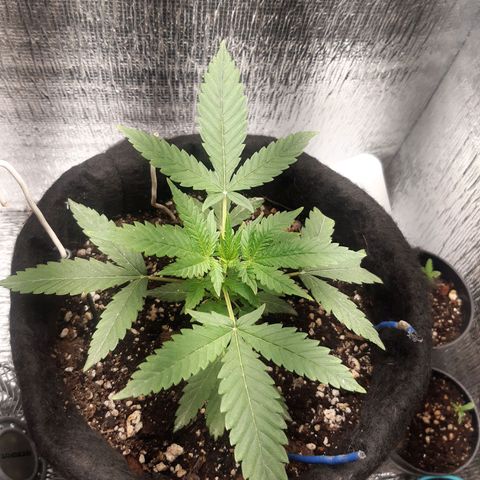Auto OG Kush #1 seedstockers growlog timeline photo