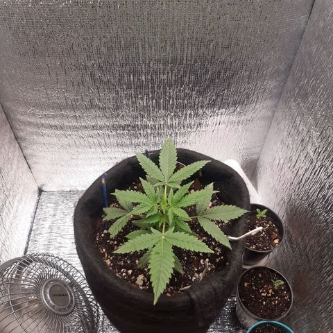 Auto OG Kush #1 seedstockers growlog timeline photo
