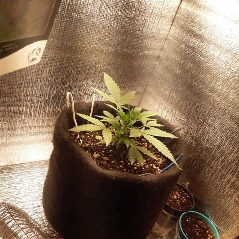 Auto OG Kush #1 seedstockers growlog timeline photo