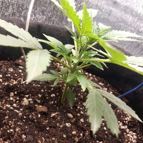 Auto OG Kush #1 seedstockers growlog timeline photo