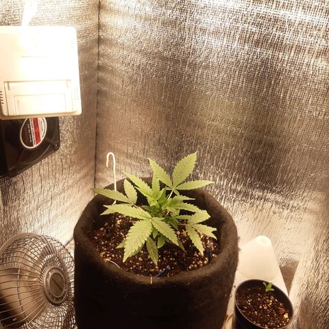 Auto OG Kush #1 seedstockers growlog timeline photo
