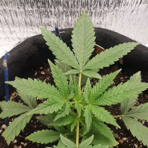 Auto OG Kush #1 seedstockers growlog timeline photo