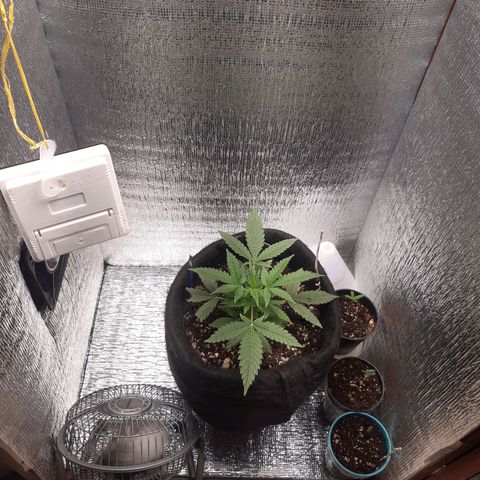 Auto OG Kush #1 seedstockers growlog timeline photo
