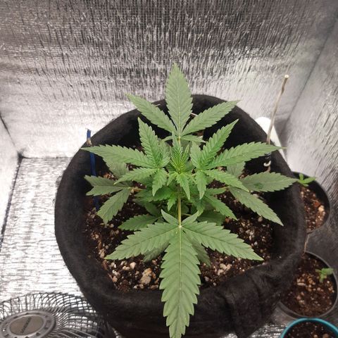 Auto OG Kush #1 seedstockers growlog timeline photo
