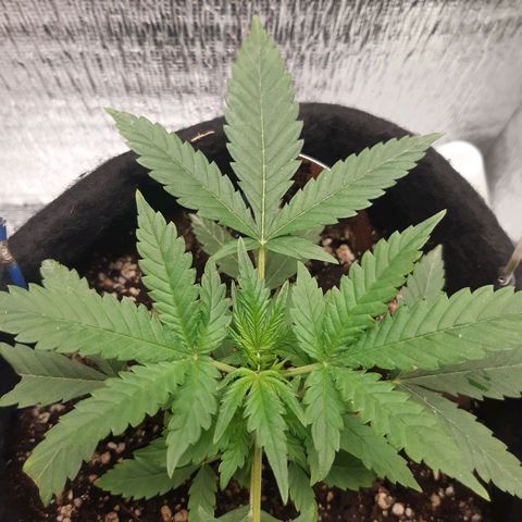 Auto OG Kush #1 seedstockers growlog timeline photo