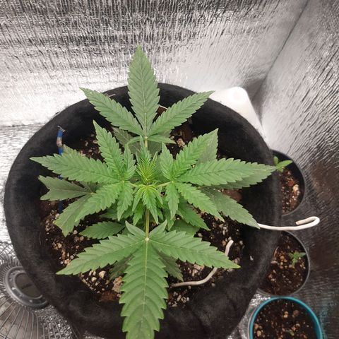 Auto OG Kush #1 seedstockers growlog timeline photo