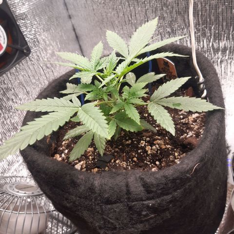 Auto OG Kush #1 seedstockers growlog timeline photo