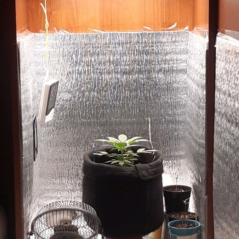 Auto OG Kush #1 seedstockers growlog timeline photo