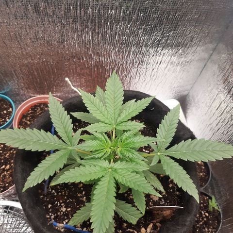 Auto OG Kush #1 seedstockers growlog timeline photo
