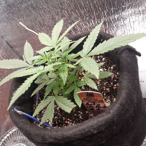 Auto OG Kush #1 seedstockers growlog timeline photo