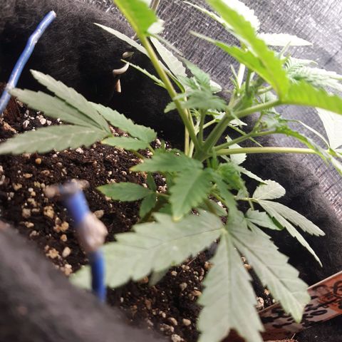 Auto OG Kush #1 seedstockers growlog timeline photo