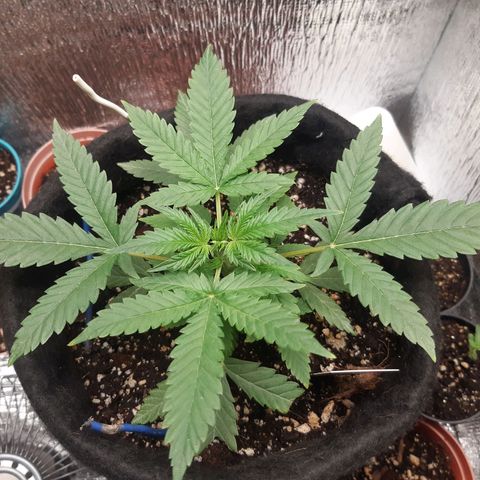 Auto OG Kush #1 seedstockers growlog timeline photo