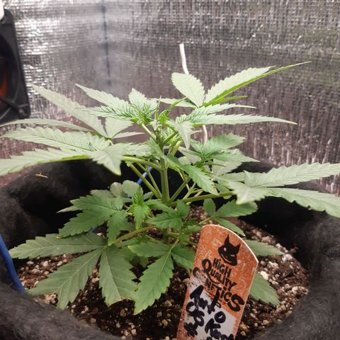 Auto OG Kush #1 seedstockers growlog timeline photo