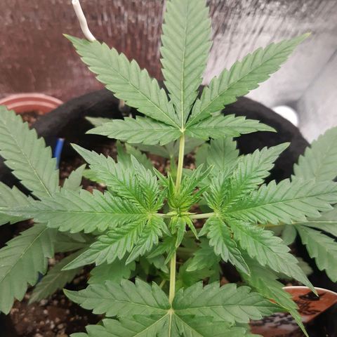 Auto OG Kush #1 seedstockers growlog timeline photo