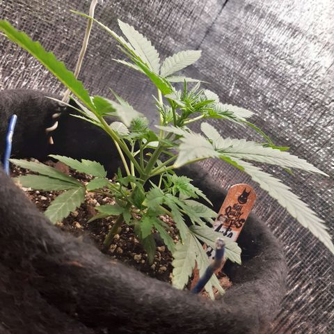 Auto OG Kush #1 seedstockers growlog timeline photo
