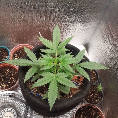 Auto OG Kush #1 seedstockers growlog timeline photo