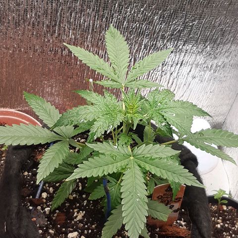 Auto OG Kush #1 seedstockers growlog timeline photo