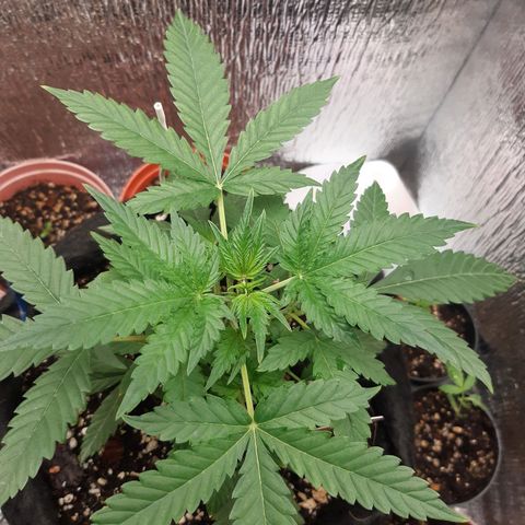 Auto OG Kush #1 seedstockers growlog timeline photo