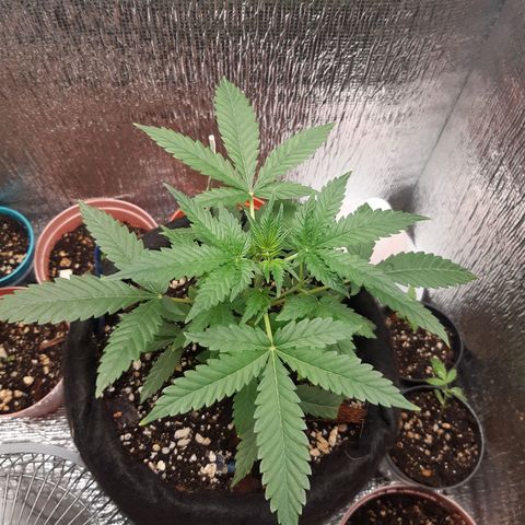Auto OG Kush #1 seedstockers growlog timeline photo