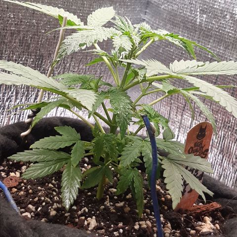 Auto OG Kush #1 seedstockers growlog timeline photo