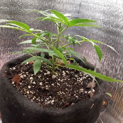 Auto OG Kush #1 seedstockers growlog timeline photo