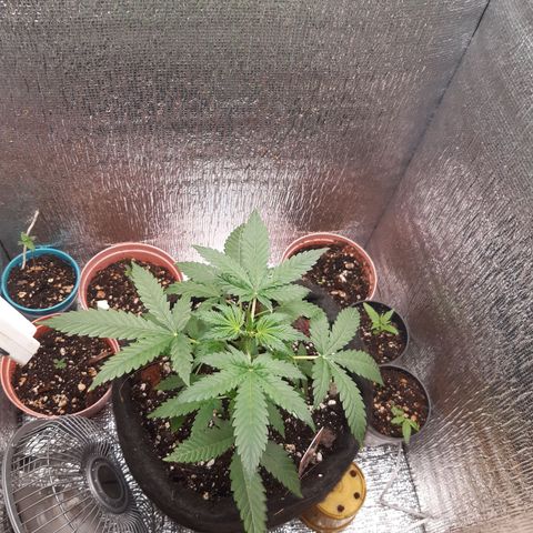 Auto OG Kush #1 seedstockers growlog timeline photo