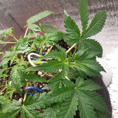 Auto OG Kush #1 seedstockers growlog timeline photo