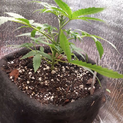 Auto OG Kush #1 seedstockers growlog timeline photo