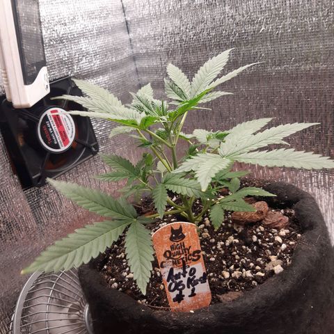 Auto OG Kush #1 seedstockers growlog timeline photo