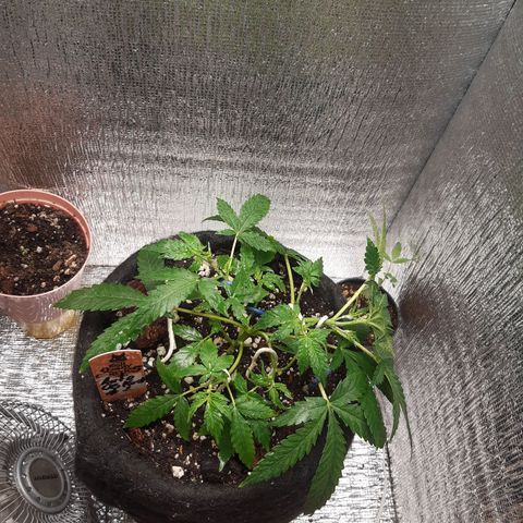 Auto OG Kush #1 seedstockers growlog timeline photo