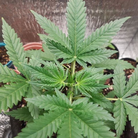 Auto OG Kush #1 seedstockers growlog timeline photo