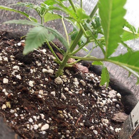 Auto OG Kush #1 seedstockers growlog timeline photo
