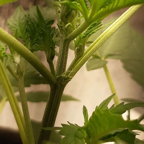 Auto OG Kush #1 seedstockers growlog timeline photo