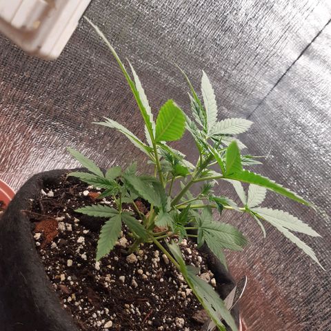 Auto OG Kush #1 seedstockers growlog timeline photo