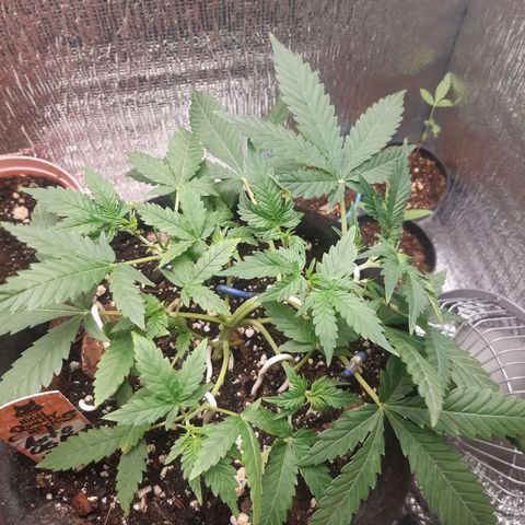 Auto OG Kush #1 seedstockers growlog timeline photo