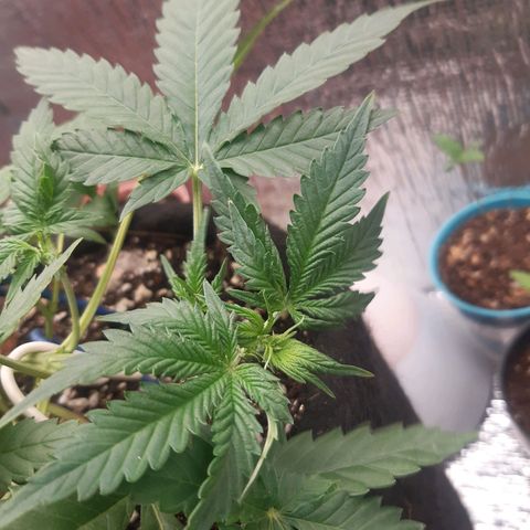 Auto OG Kush #1 seedstockers growlog timeline photo