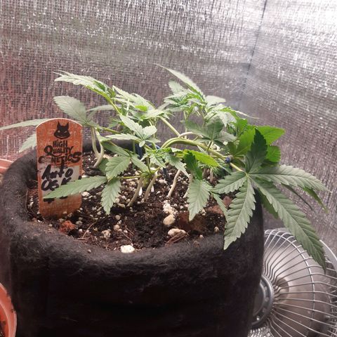 Auto OG Kush #1 seedstockers growlog timeline photo