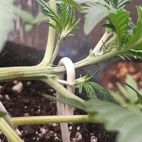 Auto OG Kush #1 seedstockers growlog timeline photo