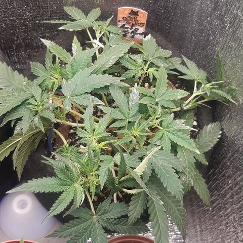 Auto OG Kush #1 seedstockers growlog timeline photo