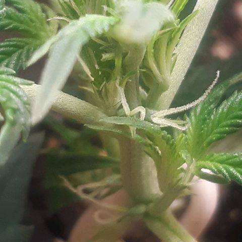 Auto OG Kush #1 seedstockers growlog timeline photo