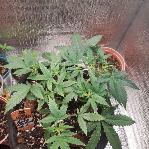 Auto OG Kush #1 seedstockers growlog timeline photo