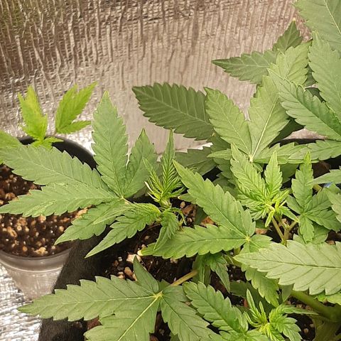 Auto OG Kush #1 seedstockers growlog timeline photo