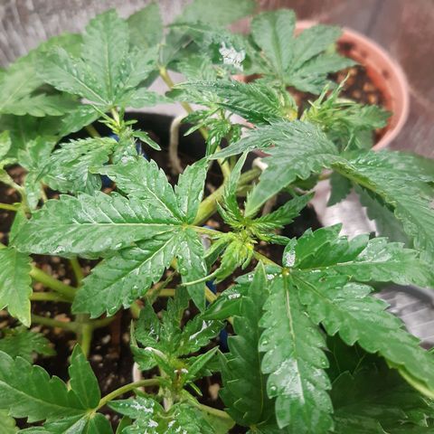 Auto OG Kush #1 seedstockers growlog timeline photo
