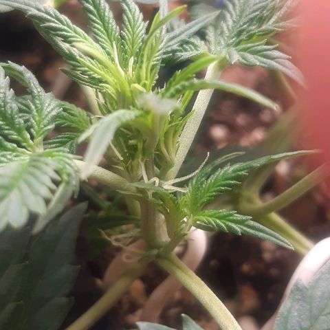 Auto OG Kush #1 seedstockers growlog timeline photo