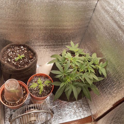 Auto OG Kush #1 seedstockers growlog timeline photo