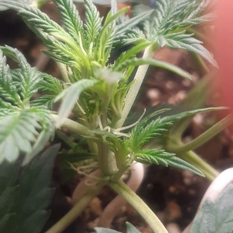 Auto OG Kush #1 seedstockers growlog timeline photo