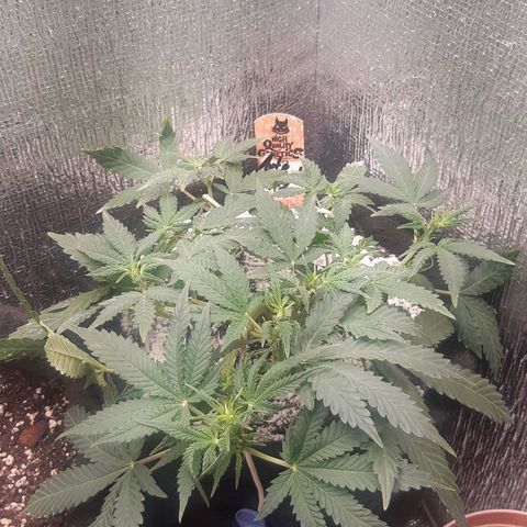 Auto OG Kush #1 seedstockers growlog timeline photo