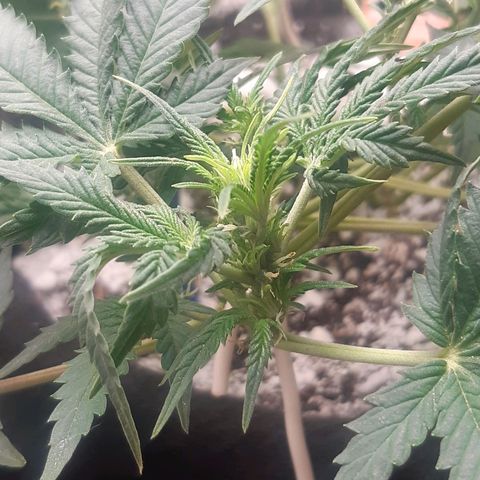 Auto OG Kush #1 seedstockers growlog timeline photo