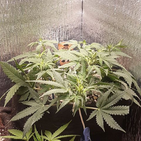 Auto OG Kush #1 seedstockers growlog timeline photo