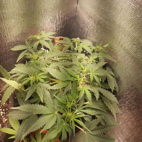 Auto OG Kush #1 seedstockers growlog timeline photo